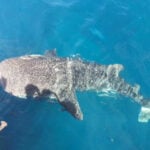 Whale shark visits Thailand&#8217;s Koh Chang in rare sighting | Thaiger