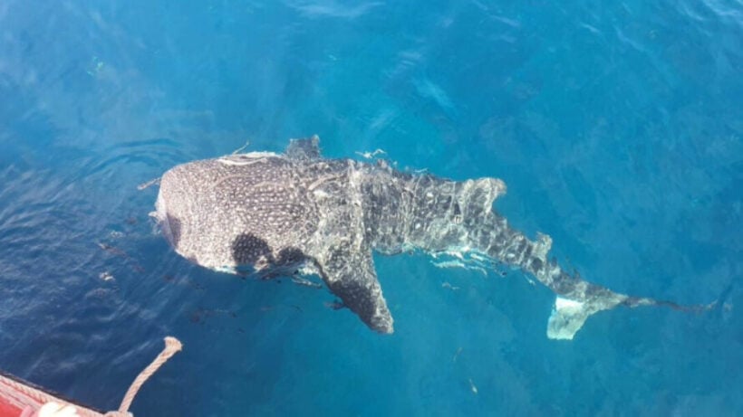 Whale shark visits Thailand's Koh Chang in rare sighting