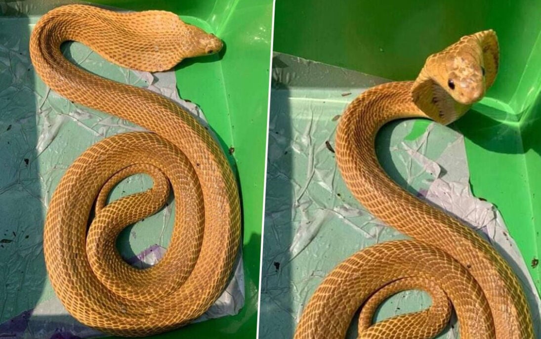 Southern Thai man strikes gold with rare cobra encounter