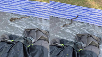 Man sleeps in tent with deadly cobra all night in eastern Thailand