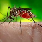 DCD predicts a fourfold jump in dengue and malaria victims in Thailand this year | Thaiger