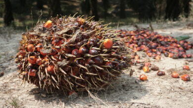 Thai researchers find empty palm fruit bunches effective at delivering targeted anti-cancer medicine | Thaiger