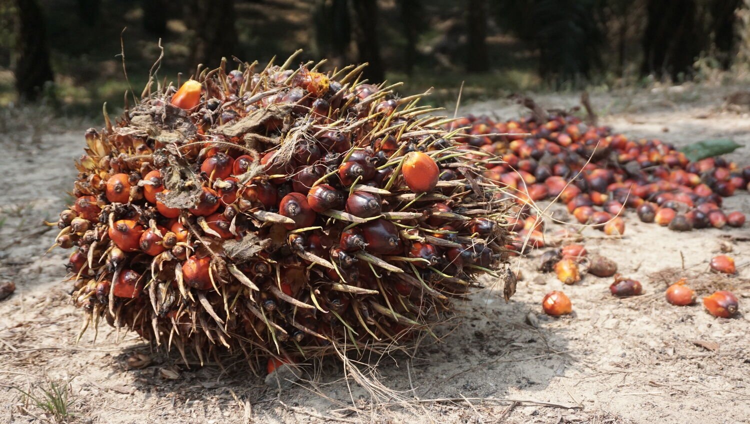 Oil Palm Fruit Bunch