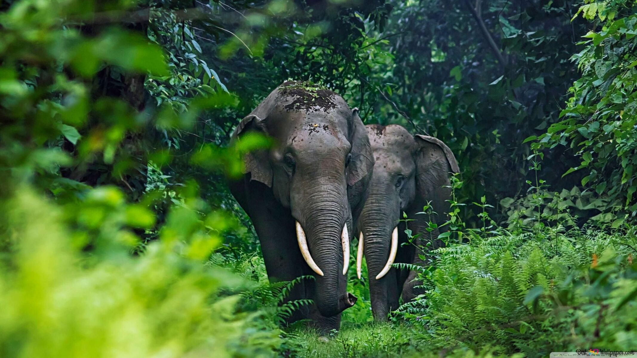 Sick wild elephant treated in central Thailand