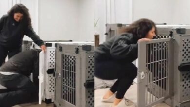 Pet-loving couple accidently imprison themselves in a dog cage (video)