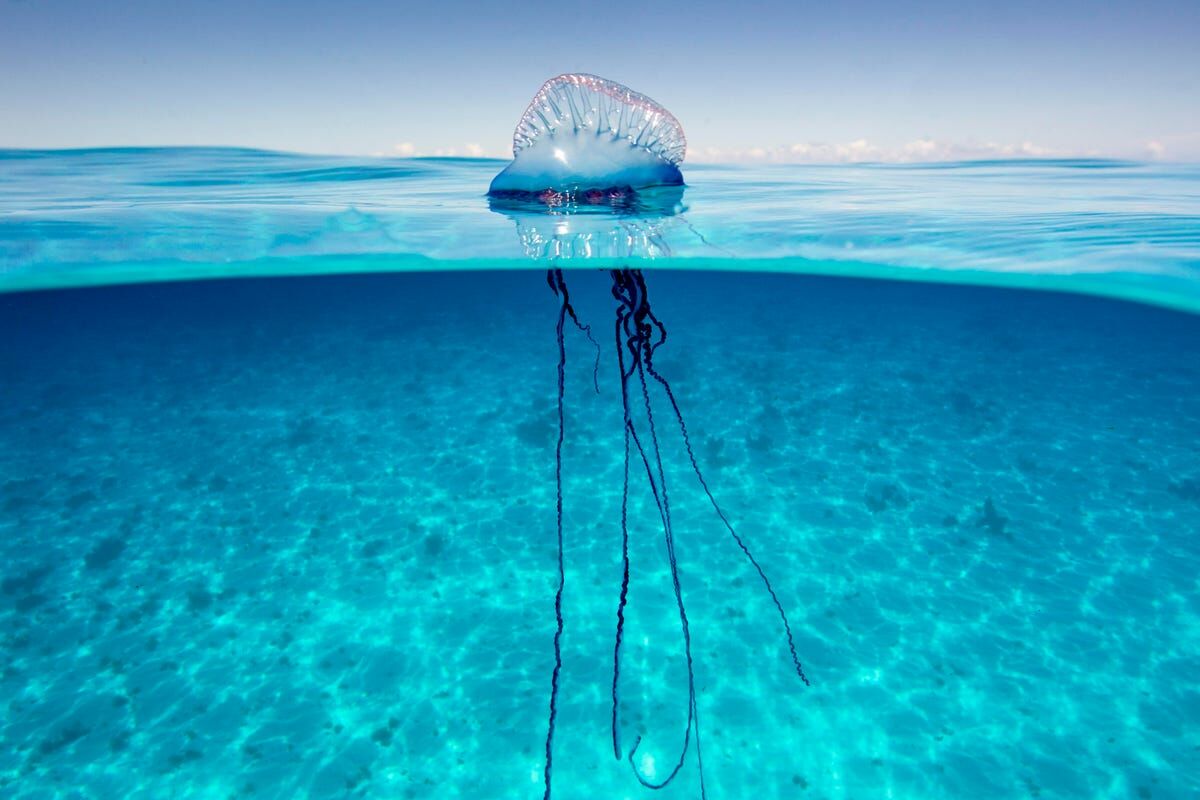 Phuket beaches issue jellyfish warning after increase in stings