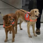 Sierra and Sahara – Thailand’s search-and-rescue superstars | Thaiger