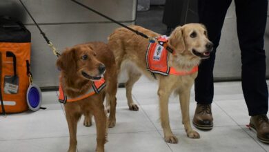 Sierra and Sahara – Thailand’s search-and-rescue superstars