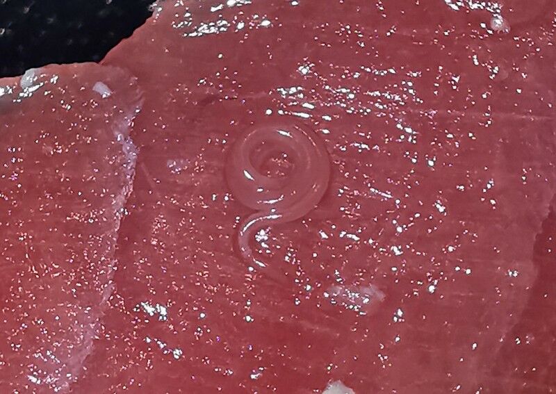 Singapore couple grossed out after finding worm on sashimi at Japanese chain restaurant