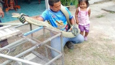 Krabi homeowner shocked by 5-metre king cobra snake