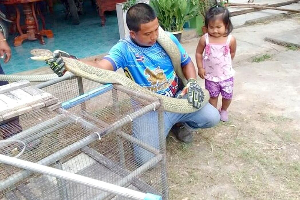 Krabi homeowner shocked by 5-metre king cobra snake