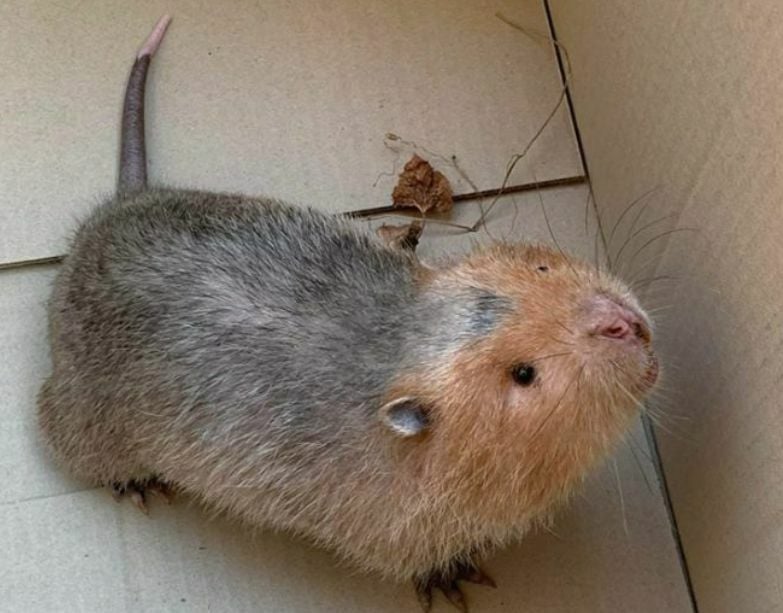 Lost bamboo rat wanders near Chon Buri cafe