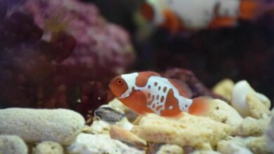 Thai fisheries department introduces unique new clownfish breed