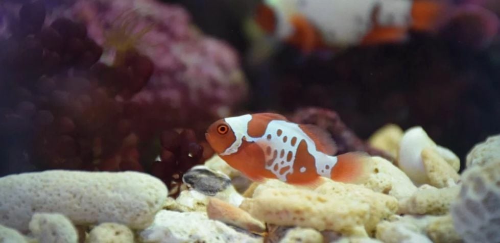 Thai fisheries department introduces unique new clownfish breed