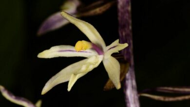 New species of orchid found in S.Thailand