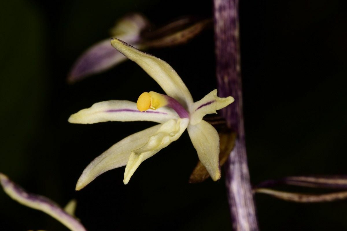 New species of orchid found in S.Thailand