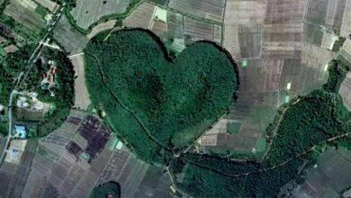 A Valentine’s Day surprise: agency spots heart-shaped forest in Chiang Rai