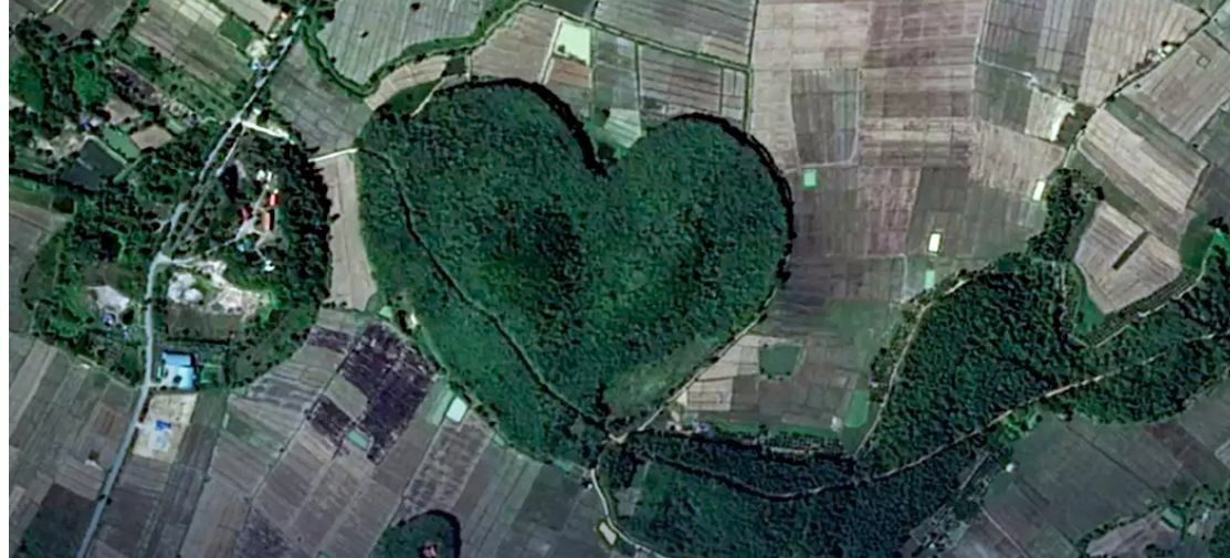 A Valentine’s Day surprise: agency spots heart-shaped forest in Chiang Rai