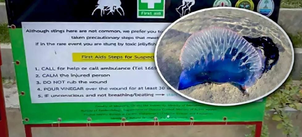 Phuket officials warn tourists to beware of jellyfish