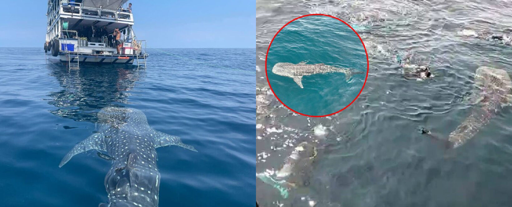 ‘Tame’ whale shark swims with tourists for 5 hours in eastern Thailand