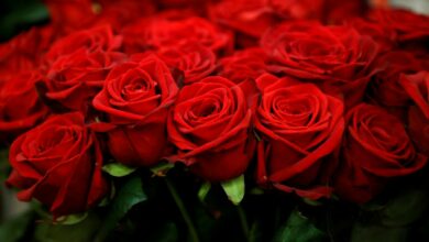 ‘No roses on Valentine’s Day!’ Bangkok election commission advises candidates