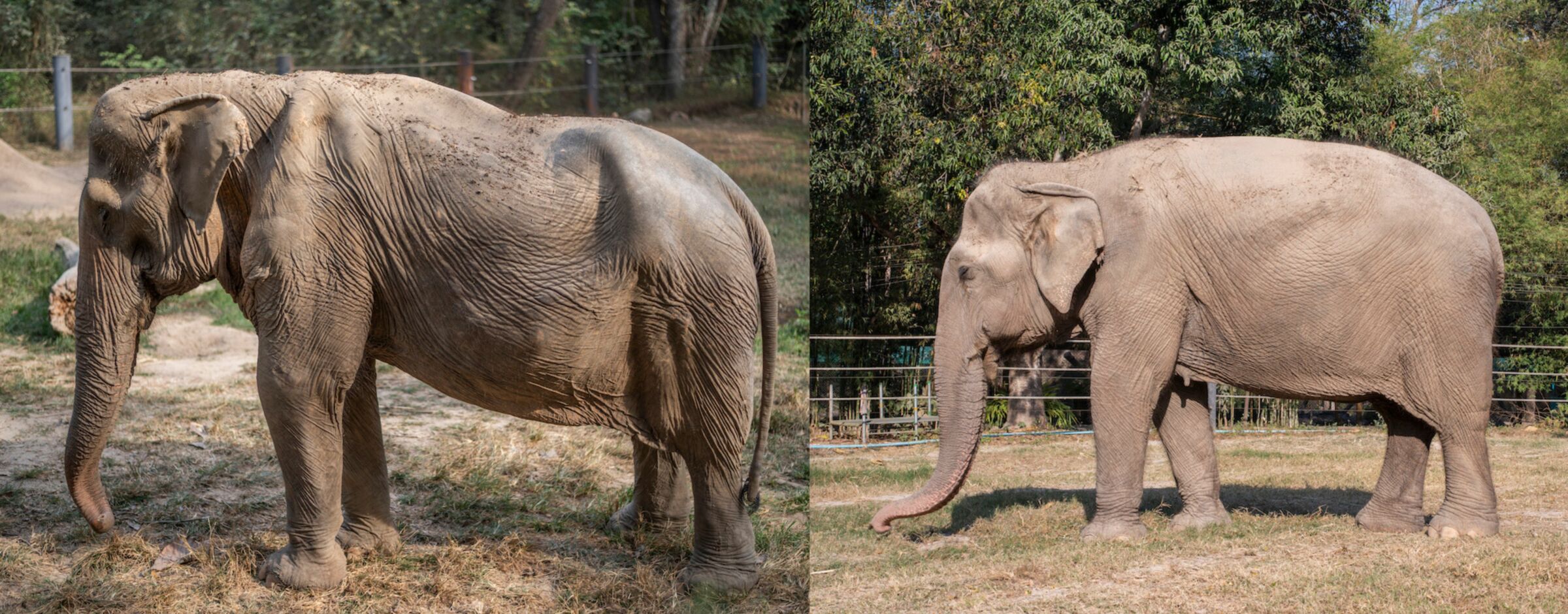 Elephant’s back caves in after 25 years of tourist rides in Thailand