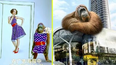 Singaporean salon Strip in trouble over orangutan ad
