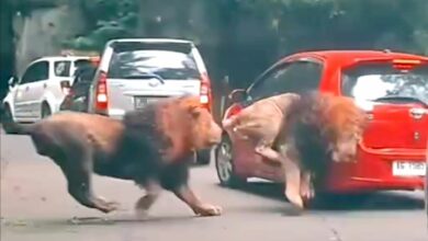 Unlucky car smashed during fight between two lions