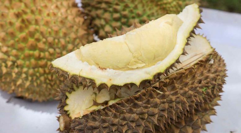 Unique durian in South Thailand gets geographical indication status