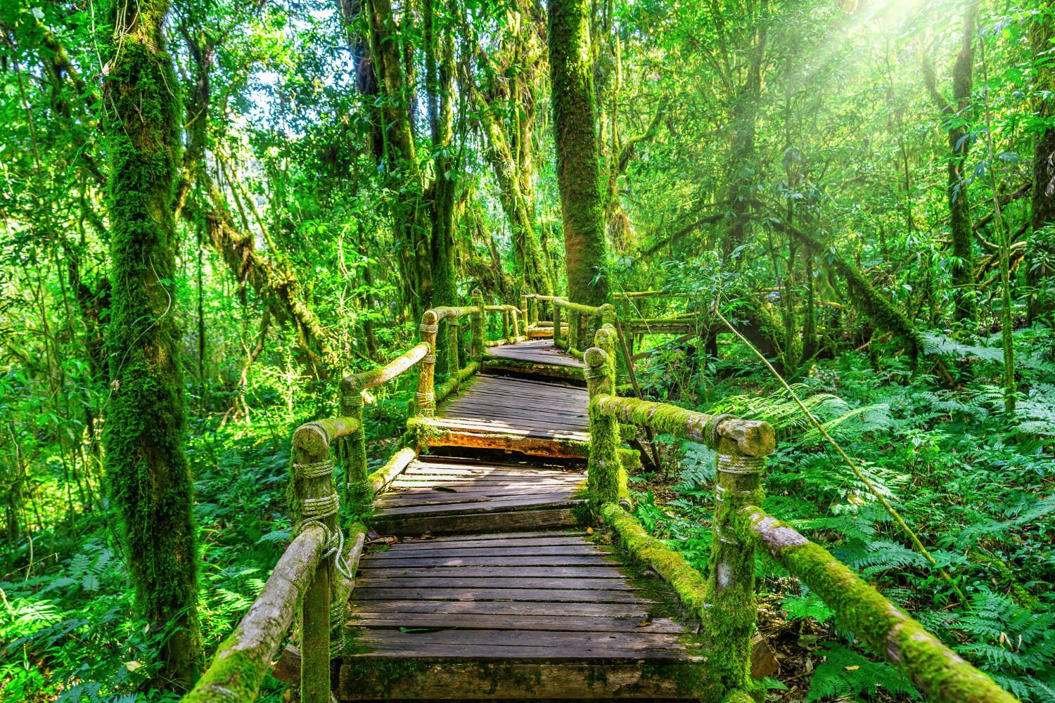 Thailand nature