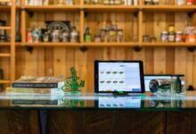 10 strains to try in Thailand&#8217;s booming cannabis scene | Thaiger