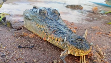 Severed crocodile head crocs up in eastern Thailand