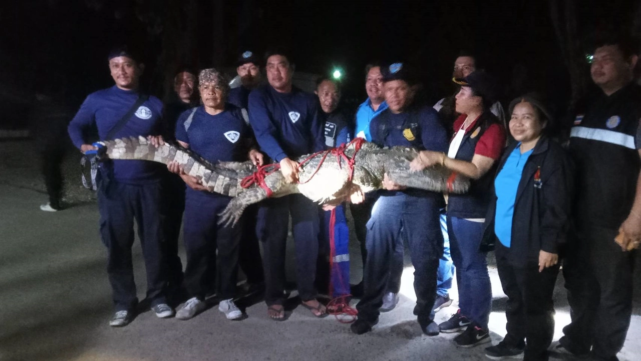 Blind circus crocodile caught after 5 day chase in Thailand