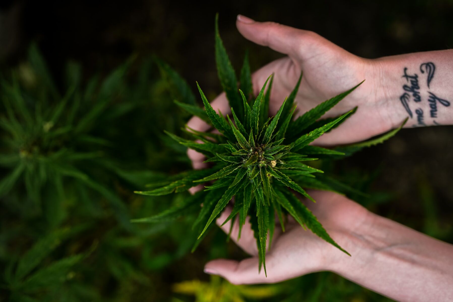 5 strains to try in Thailand's booming cannabis scene | News by Thaiger