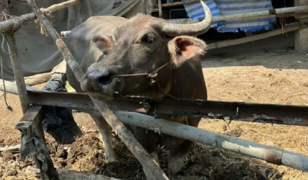 Water buffalo gores farmer to death in northeast Thailand