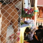 The Hope Thailand takes on killer Pit Bull | Thaiger