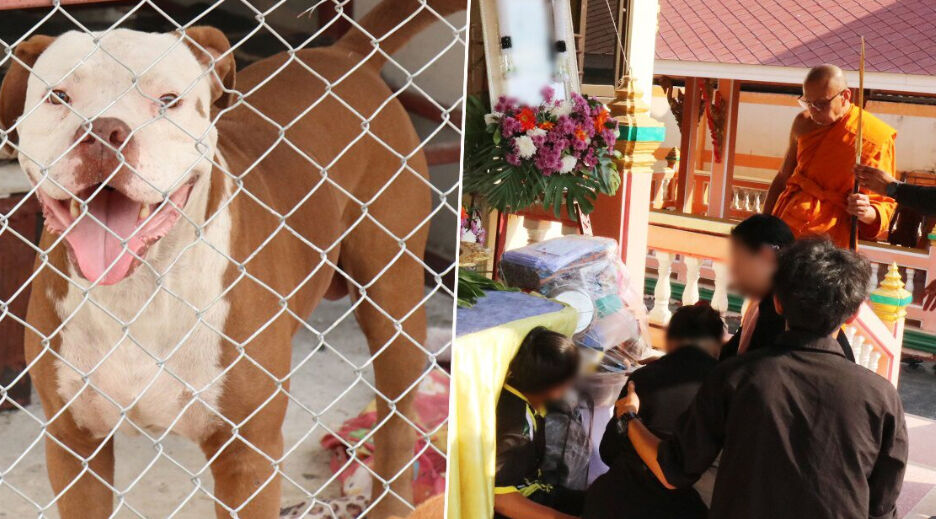 The Hope Thailand takes on killer Pit Bull