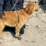 Thailand&#8217;s K9 dogs wear safety boots to search for victims in Turkey earthquake | Thaiger