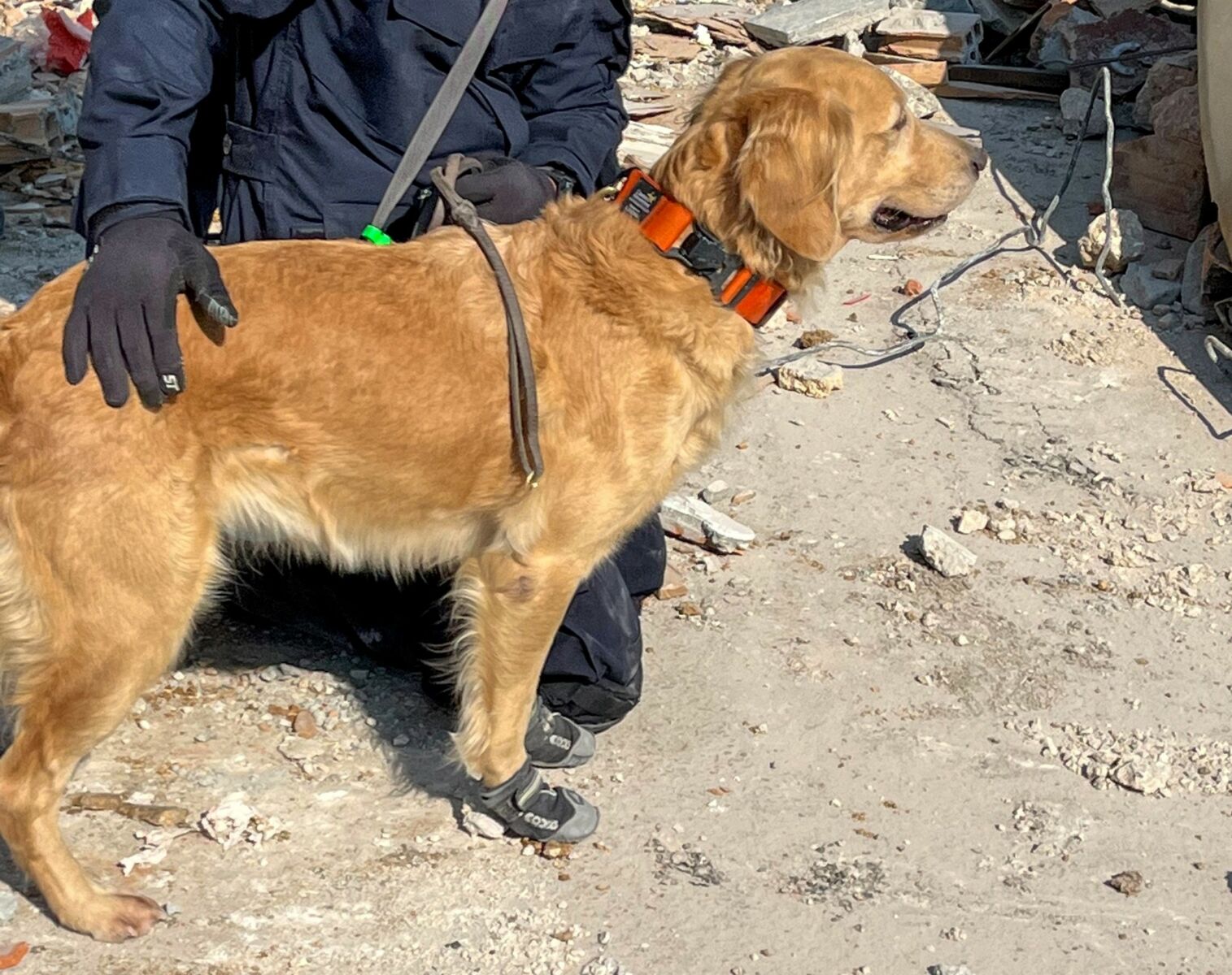 Thailand’s K9 dogs wear safety boots to search for victims in Turkey earthquake