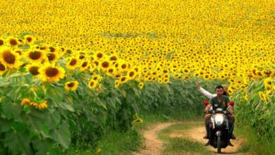 Khao Yai’s top five things to do and see | Thaiger