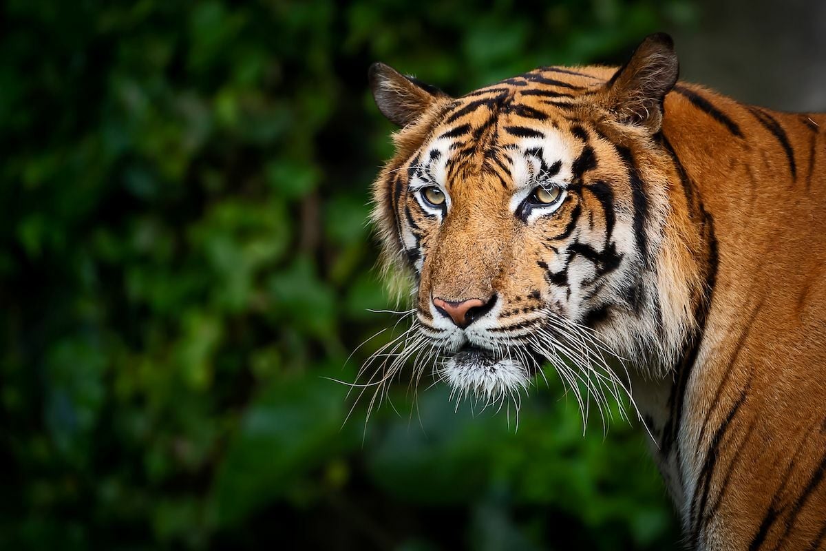 New Discovery of Second Tiger Population in Thailand Found in Thap Lan  World Heritage Park, News