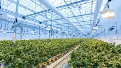 From ancient to modern: The cannabis tale of Thailand