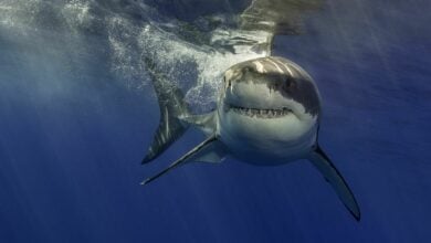 Do fewer shark bites mean fewer sharks?
