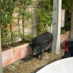 Wild boar creates chaos in Pattaya, still on the loose | Thaiger
