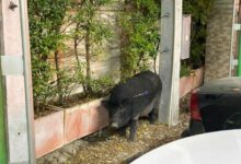 Wild boar creates chaos in Pattaya, still on the loose