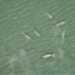 DMCR report an abundance of healthy sealife in Krabi | Thaiger