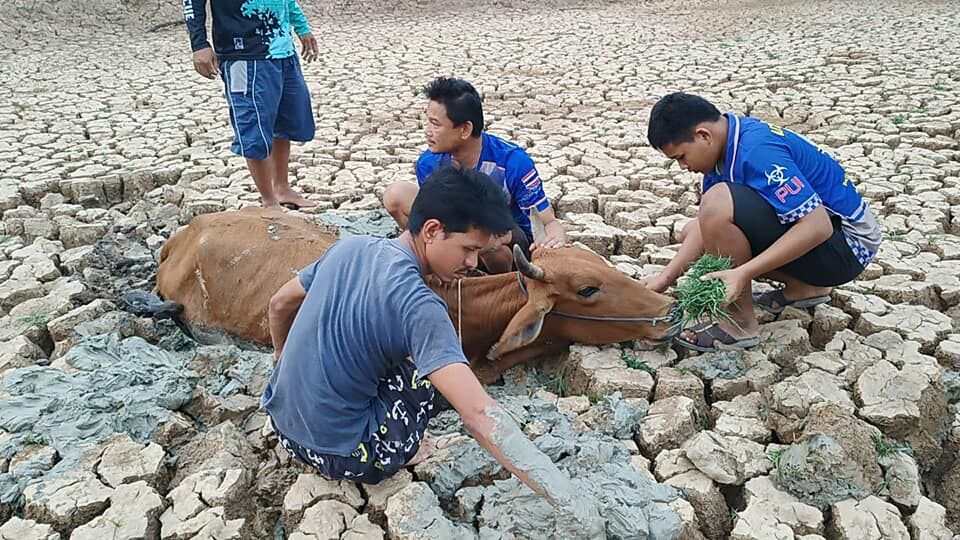 Pregnant cow rescued after getting stuck in mud for a week