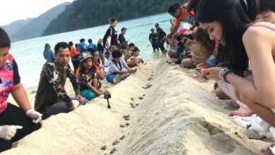In Phang Nga, 165 baby sea turtles hatch and venture into the sea
