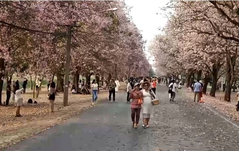 Crowds flock to pink trumpet tree festival in central Thailand | News by Thaiger