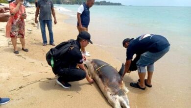 Dead dolphin washes ashore in Koh Samui